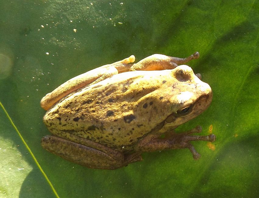 Che tipo di raganella o di rana? Hyla meridionalis